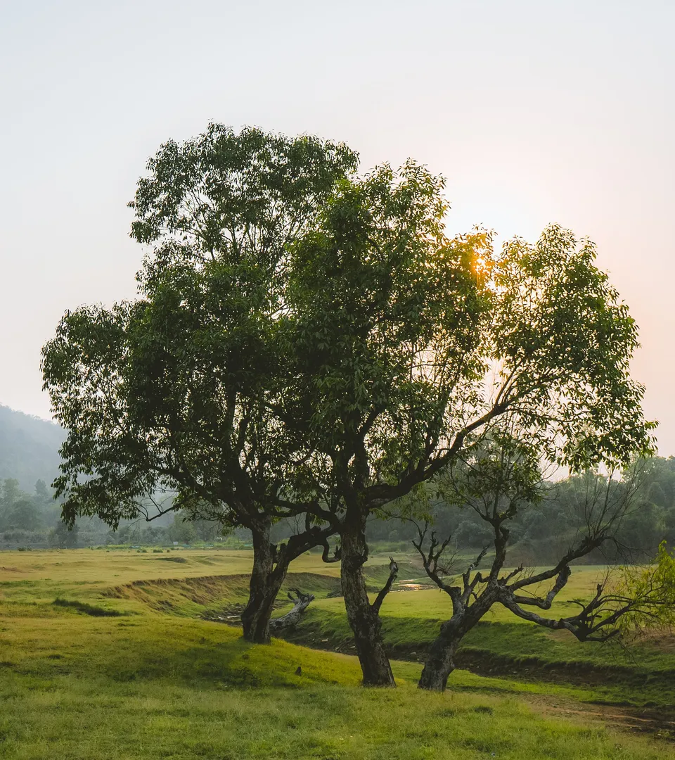 Serene natuur die rust en waardigheid uitstraalt